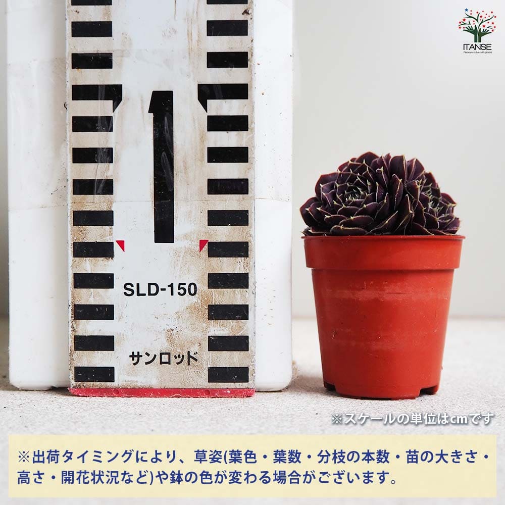 センペルビウム パープルグリーン 【多肉植物 2号鉢】｜ 【植物