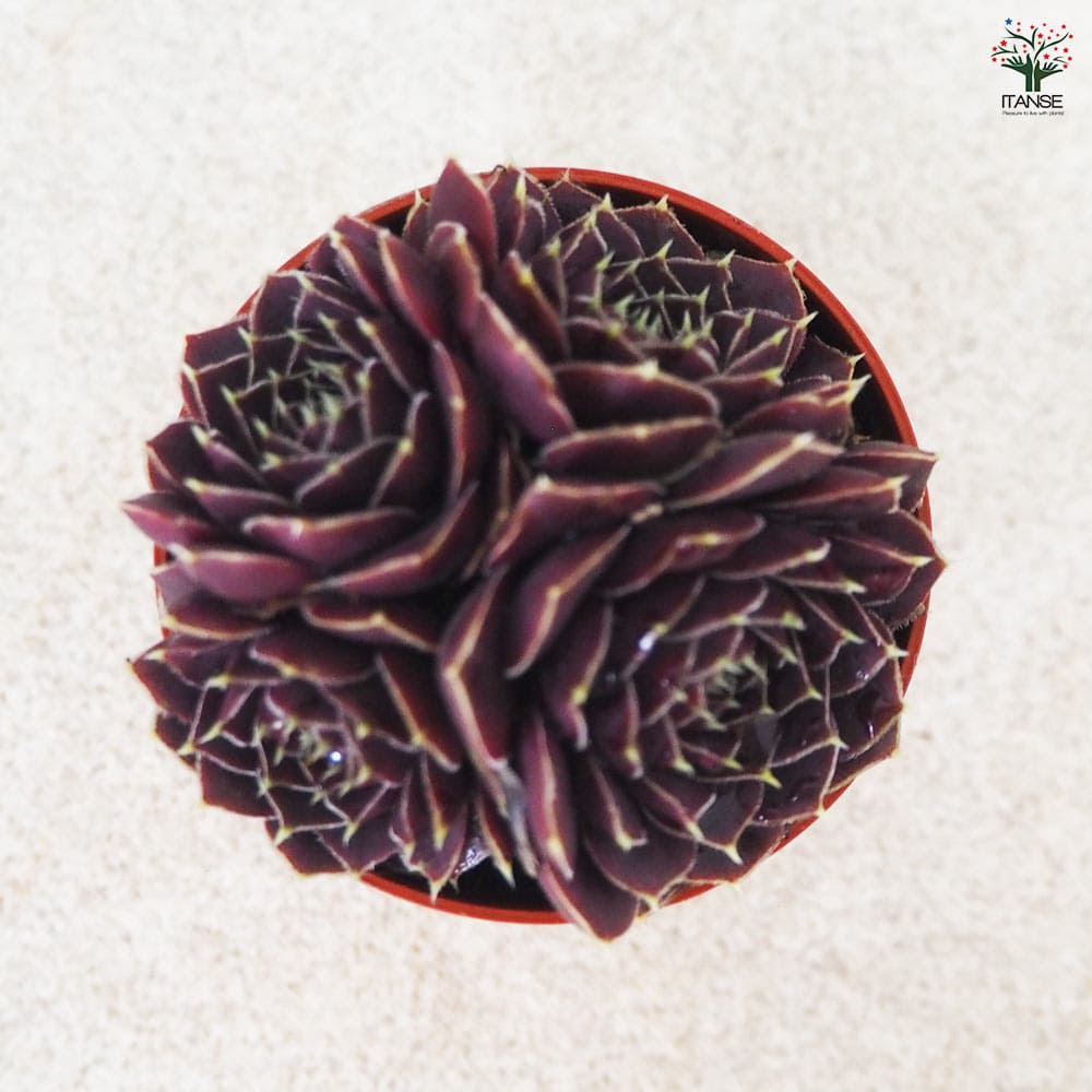 感謝を込めて。センペルビウム15(*´ω`*)J センペルビウム パープルグリーン 【多肉植物 2号鉢】｜ 【植物の