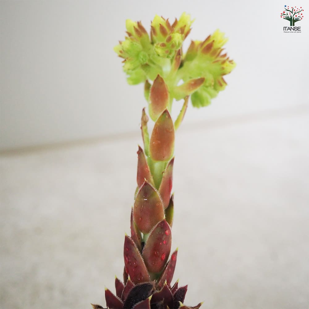 センペルビウム パープルグリーン 【多肉植物 2号鉢】｜ 【植物の