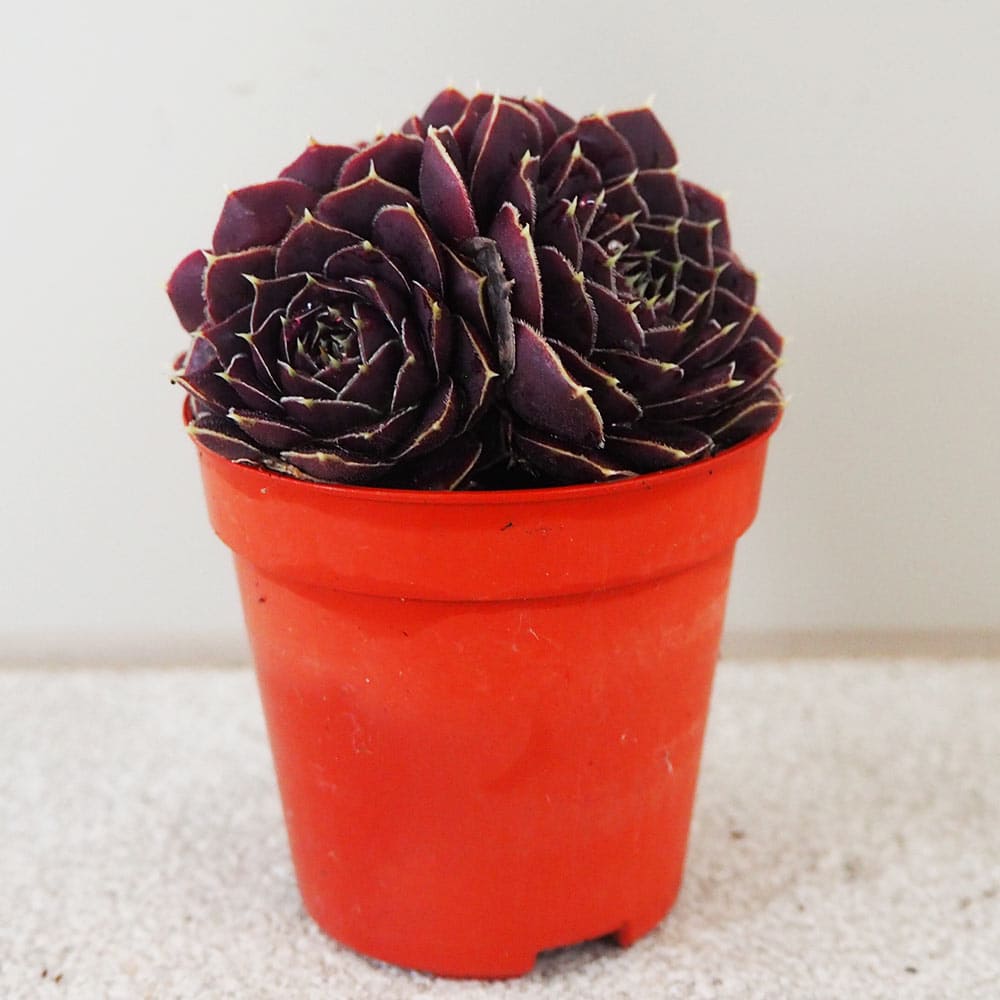 センペルビウム｜【植物のITANSE】全品送料無料・即出荷!