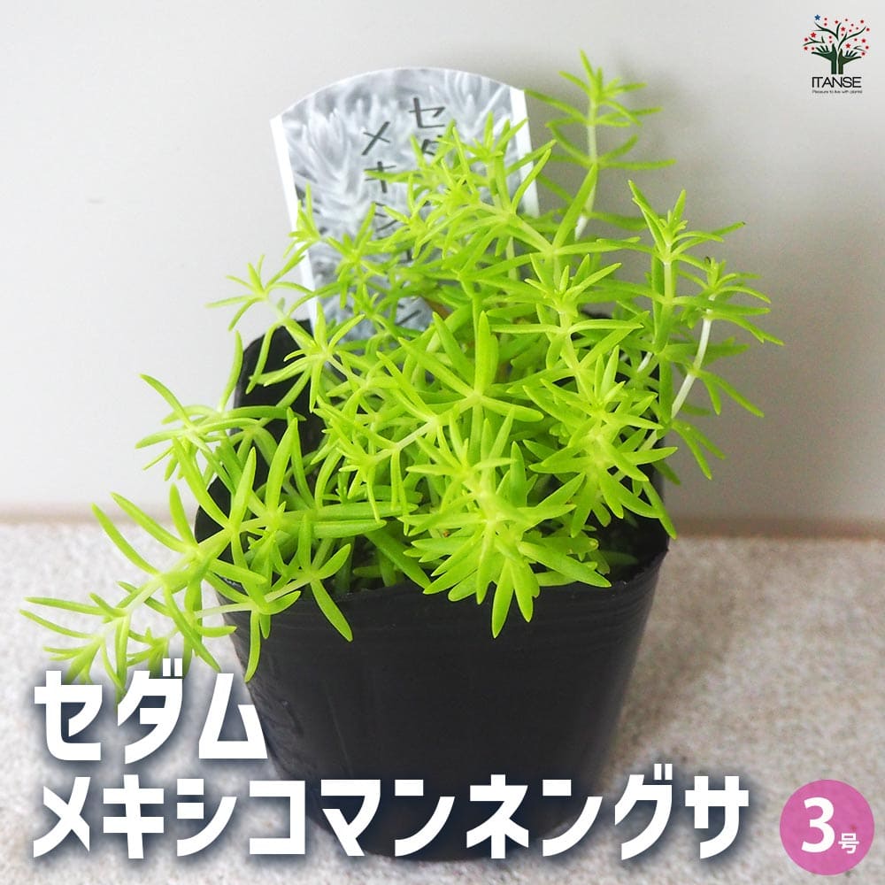 セダム メキシコマンネングサ 【多肉植物 3号ポット】｜ 【植物の 