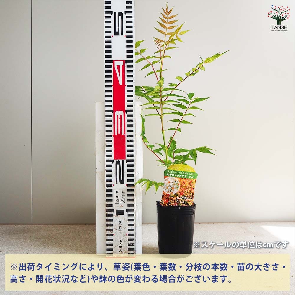 ホザキナナカマド セム 【花木苗 3号ポット】｜ 【植物のITANSE