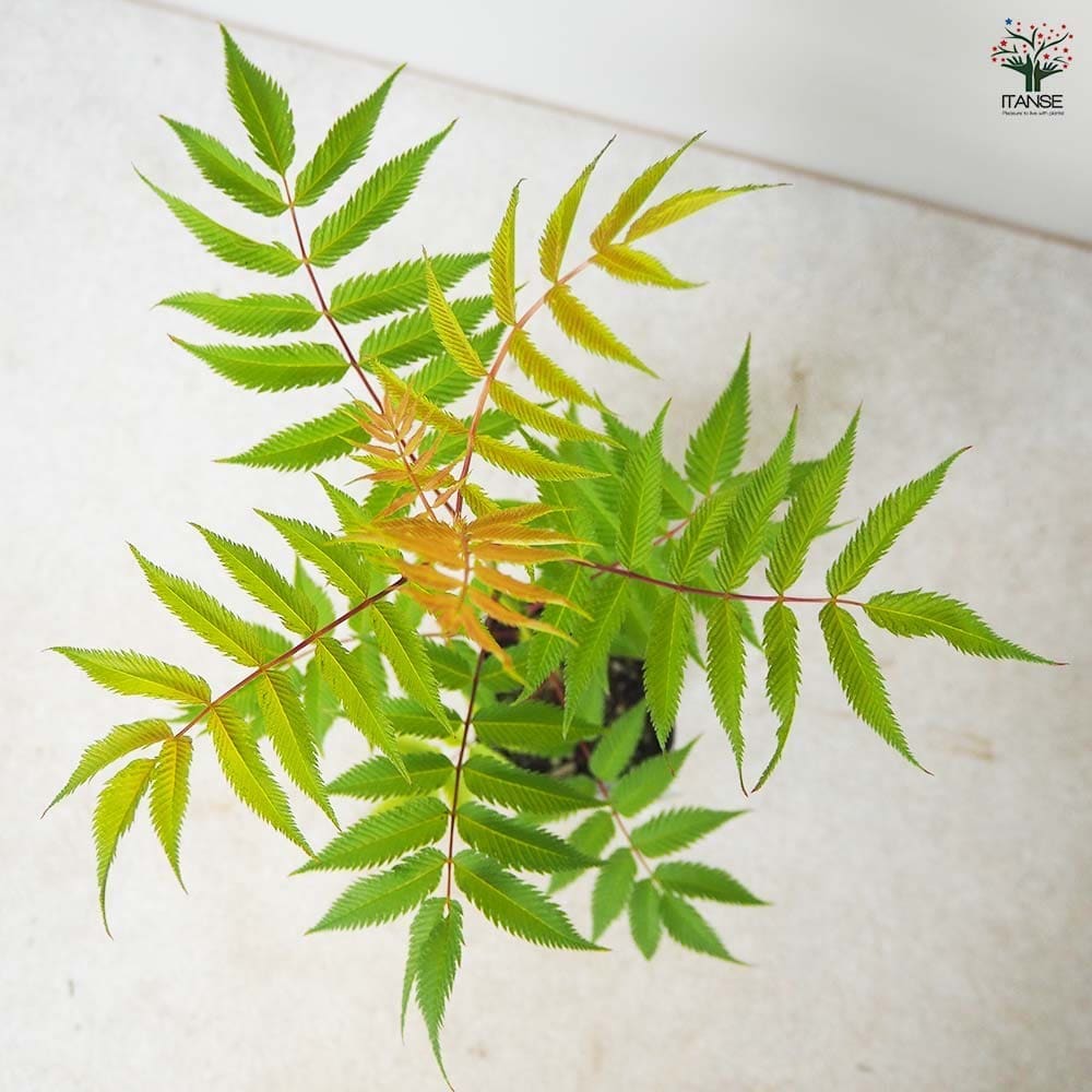 ホザキナナカマド セム 【花木苗 3号ポット】｜ 【植物のITANSE