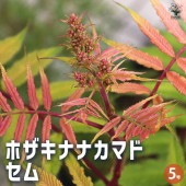 ホザキナナカマド セム 【花木苗 5号鉢／1個売り】|植木・花木
