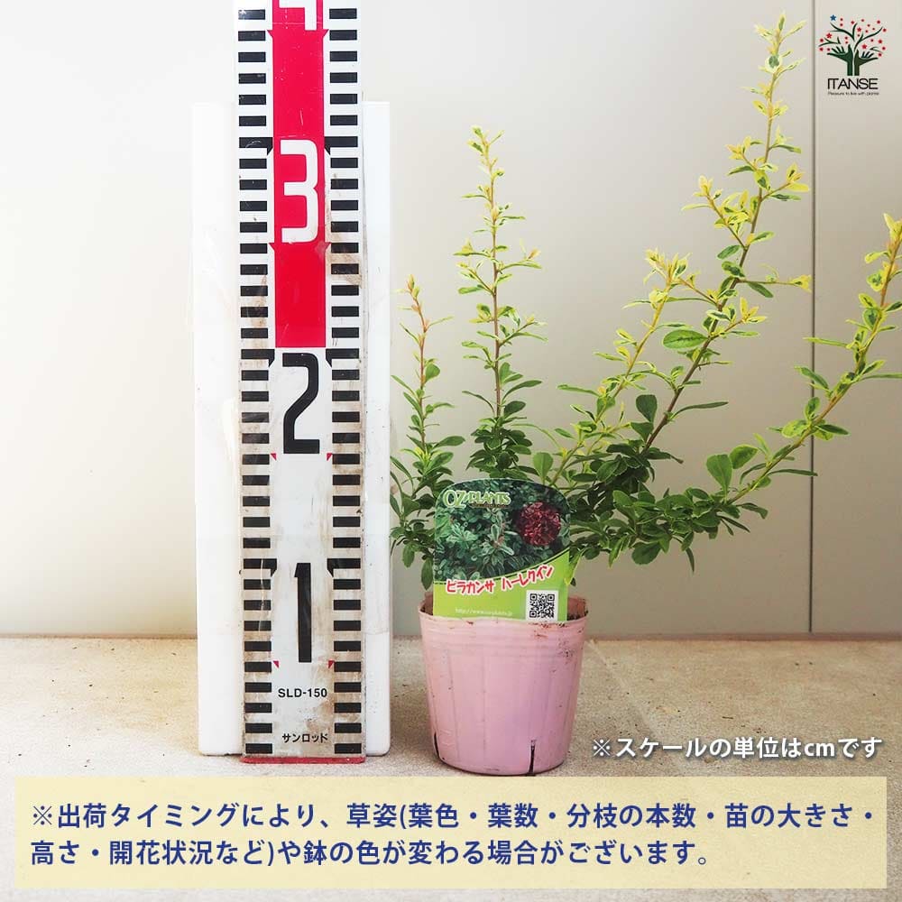 ピラカンサ ハーレクイン 【花木苗 3号ポット】｜ 【植物の