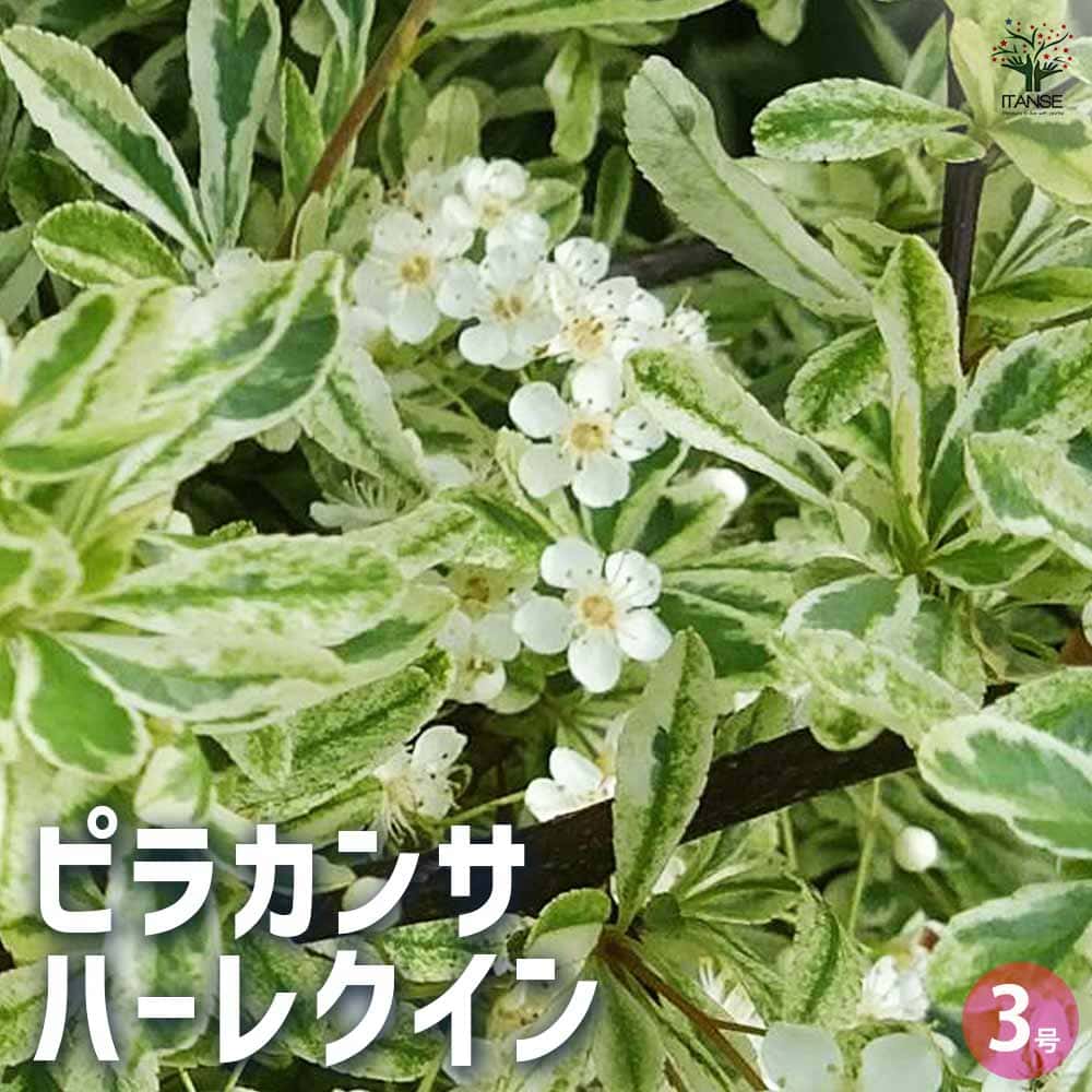 ピラカンサ ハーレクイン 【花木苗 3号ポット】