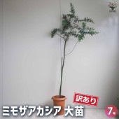 ミモザアカシア 訳あり 【花木苗 7号鉢／1個売り】|植木・花木