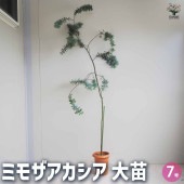 ミモザアカシア 【花木苗 7号鉢／1個売り】|植木・花木