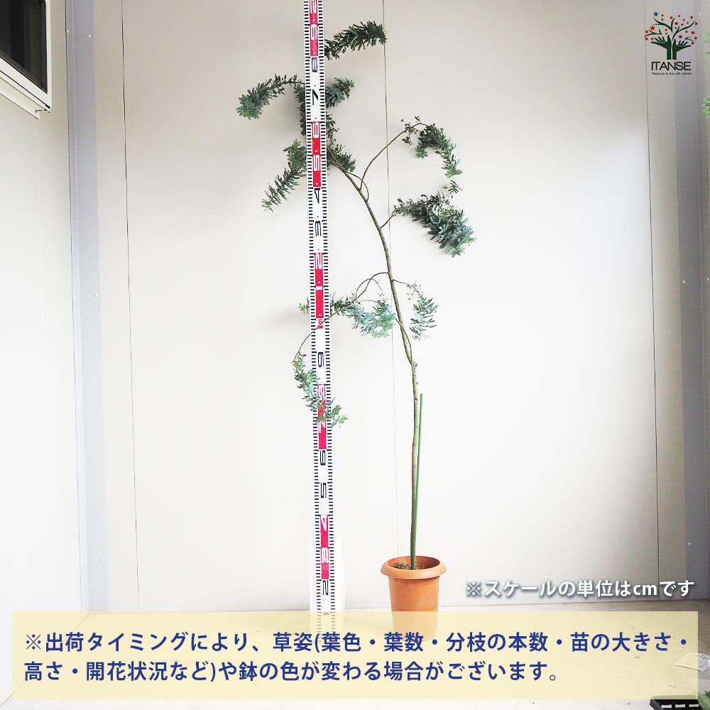 樹高80センチ かわいいお花開花はじまりました！ ミモザアカシア 6号鉢