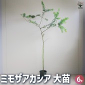ミモザアカシア 【花木苗 6号鉢／1個売り】|植木・花木