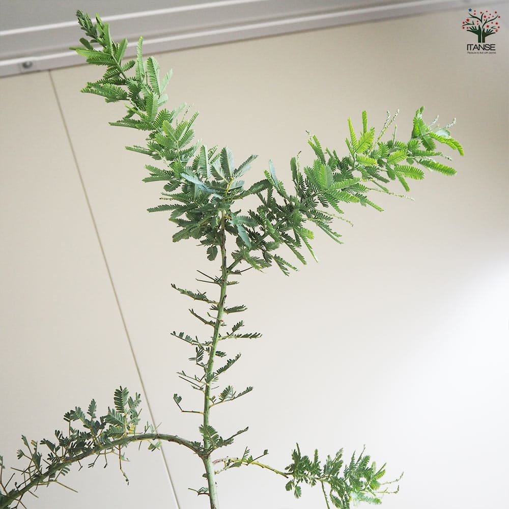 ミモザアカシア 【花木苗 6号鉢／1個売り】｜ 【植物のITANSE