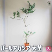 パールアカシア 【花木苗 7号鉢／1個売り】|植木・花木
