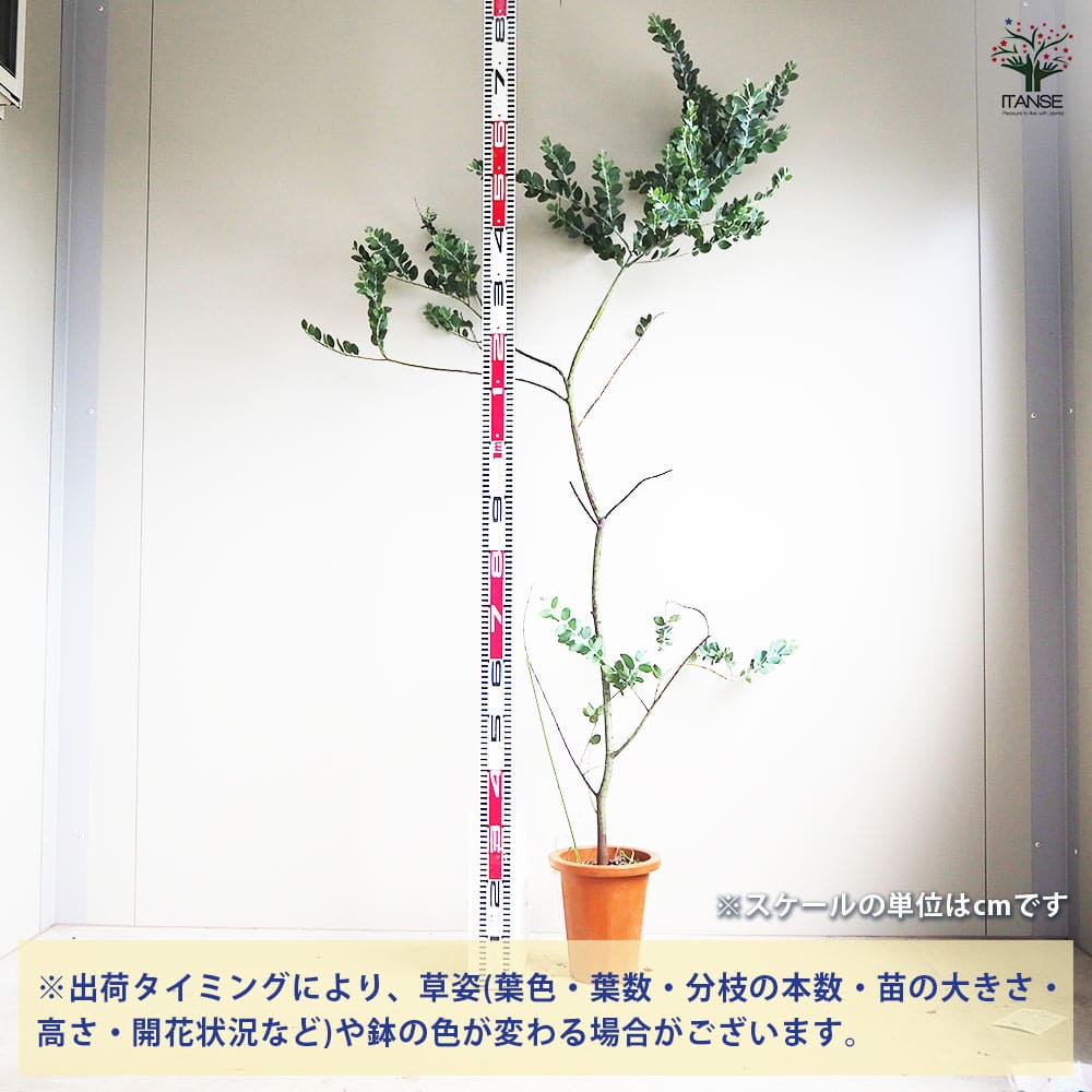 パールアカシア　/ 593 アカシア：パールアカシア7号鉢植え の通販 | 園芸ネット
