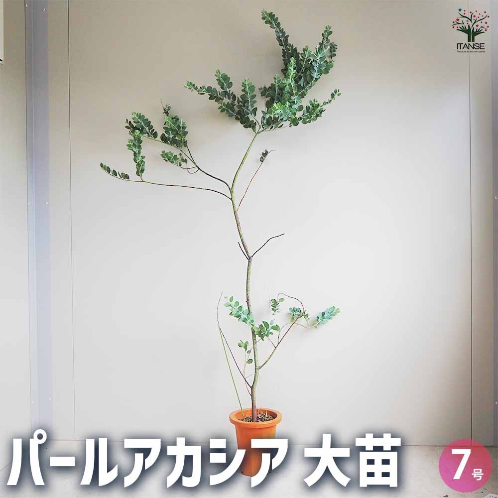 パールアカシア　/ 701 パールアカシア 【花木苗 7号鉢／1個売り】｜ 【植物の