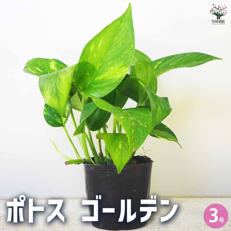 アガベ モンタナ 【多肉植物 4号／1個売り】｜ 【植物のITANSE