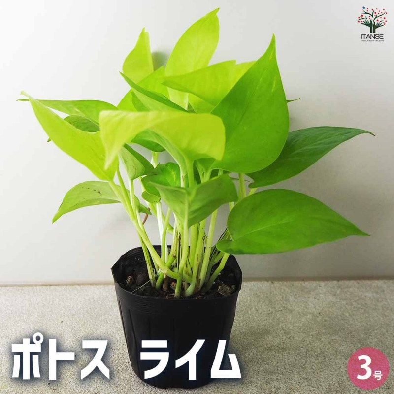 ポトス ライム 【観葉植物 吊鉢5号】｜ 【植物のITANSE】全品