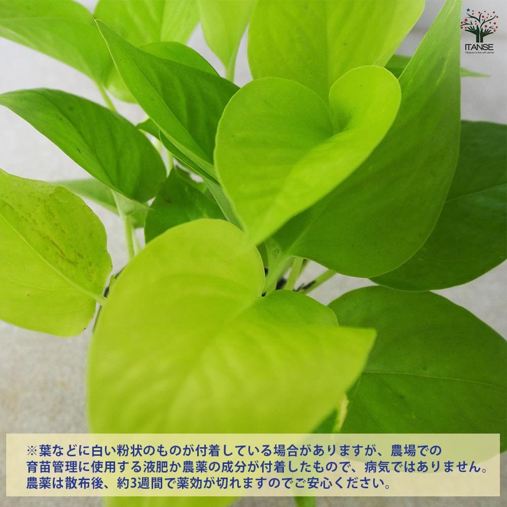 ポトス ライム 【観葉植物 3号ポット】｜ 【植物のITANSE