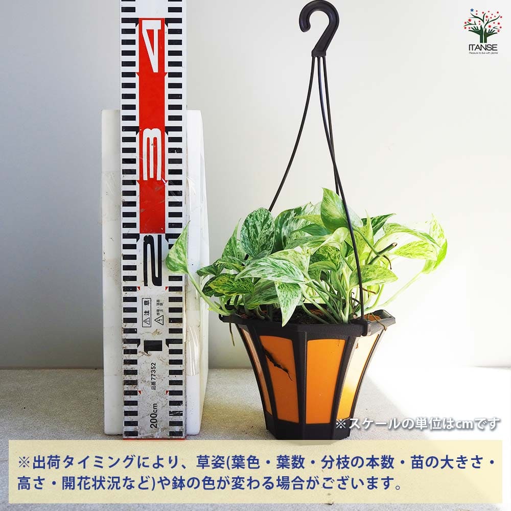 ポトス マーブルクイーン 【観葉植物 5号吊鉢／1個売り】｜ 【植物の
