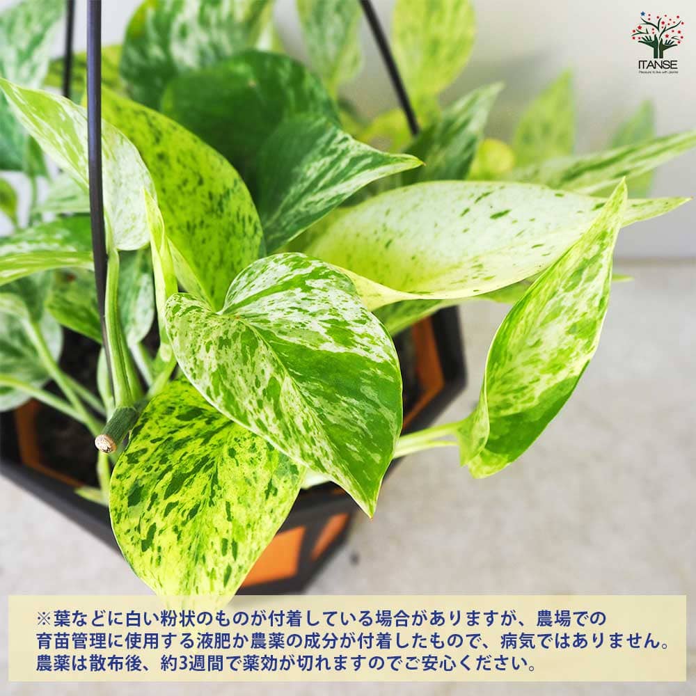 ポトス 青白い花柄の陶器鉢