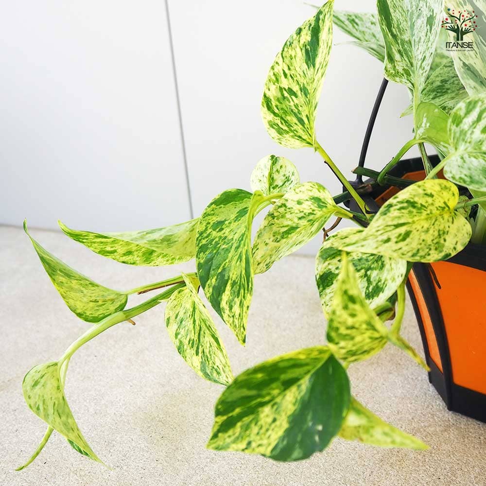 ポトス マーブルクイーン 【観葉植物 5号吊鉢／1個売り】｜ 【植物の