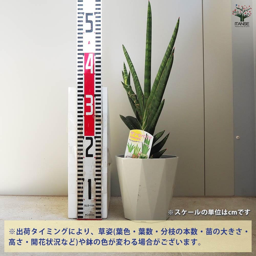 サンスベリア キルキープルクラ　希少大株！送料別です！ 楽天市場】サンセベリア キルキー プルクラ カッパートーン 5号