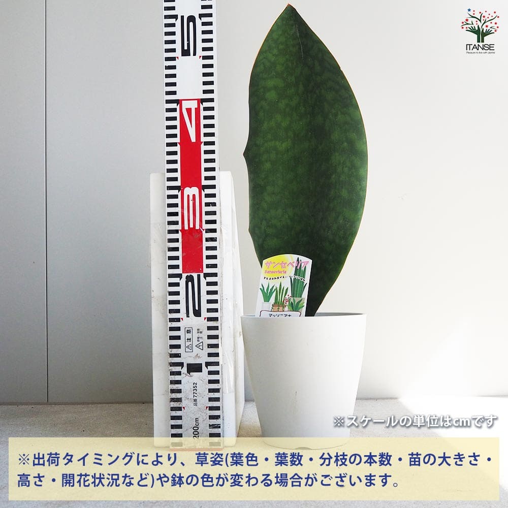 サンスベリア マッソニアーナ 【観葉植物 5号鉢／1個売り】｜ 【植物の