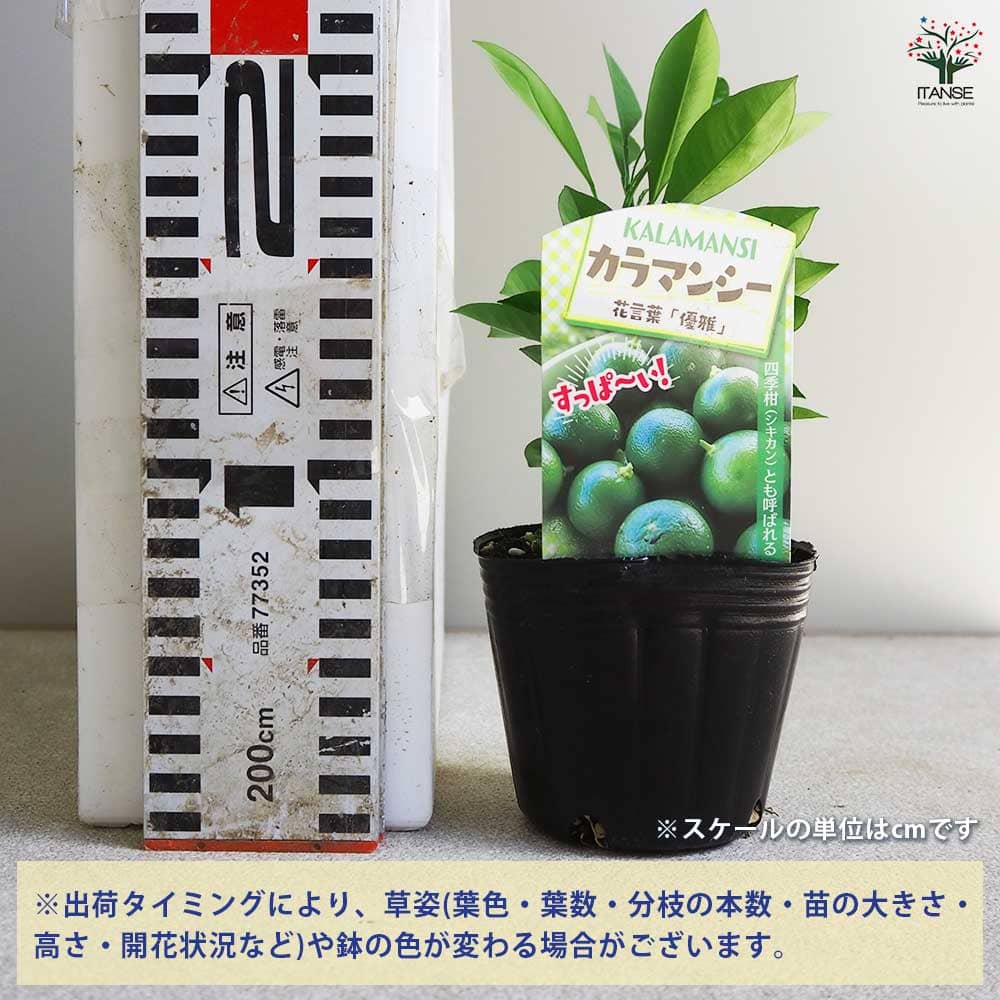 柑橘の苗 カラマンシー 【果樹の苗 3号ポット】｜ 【植物の