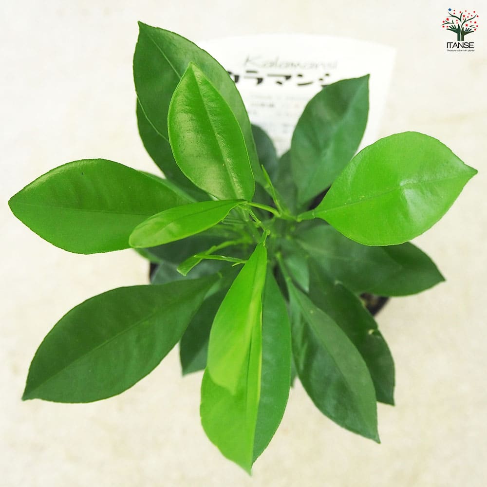 柑橘の苗 カラマンシー 【果樹の苗 3号ポット】｜ 【植物の