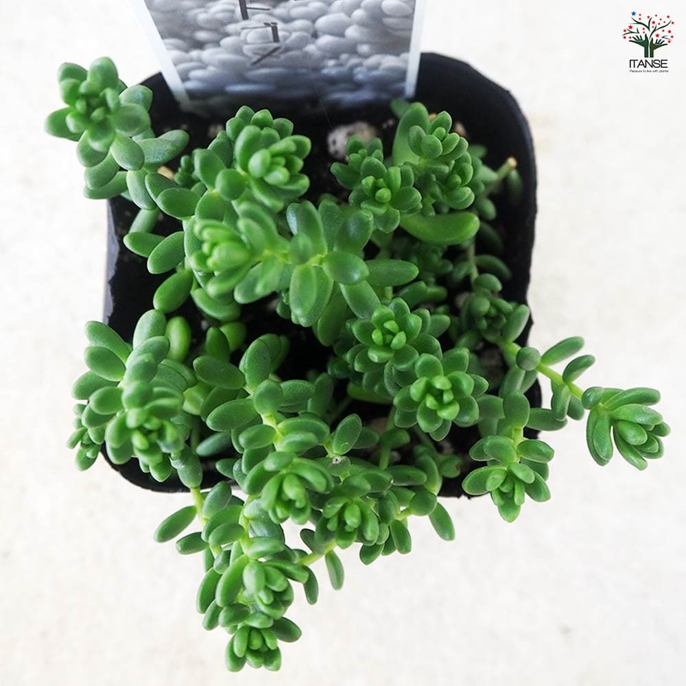 セダム タイトゴメ 【多肉植物 2.5～3号鉢】｜ 【植物のITANSE