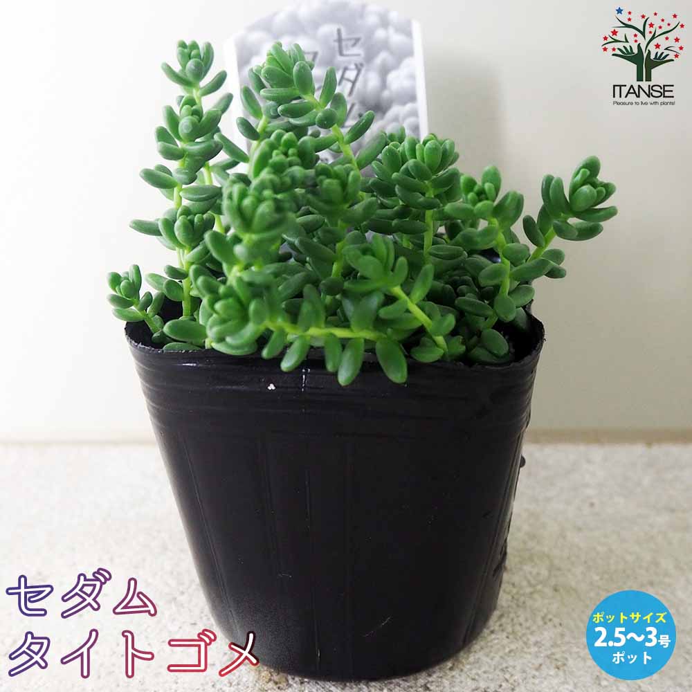 セダム タイトゴメ 【多肉植物 2.5～3号鉢】｜ 【植物のITANSE