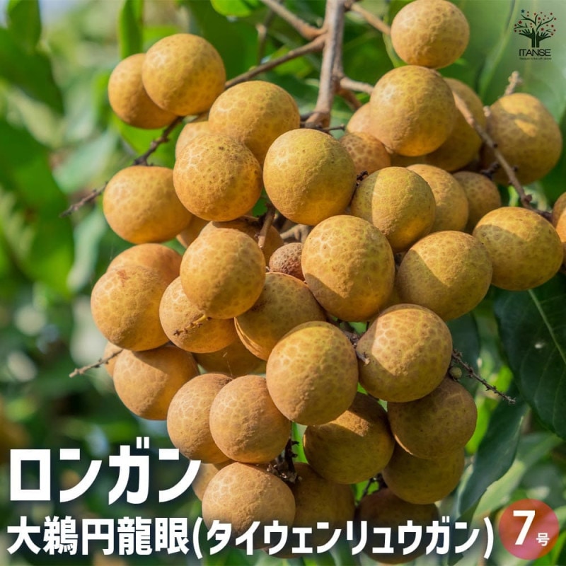 ロンガン(竜眼・リュウガン)の苗木【果樹苗 3～4年生 接木苗