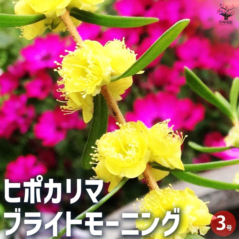 ヒポカリマ ブライトモーニング 【花苗 3号ポット】