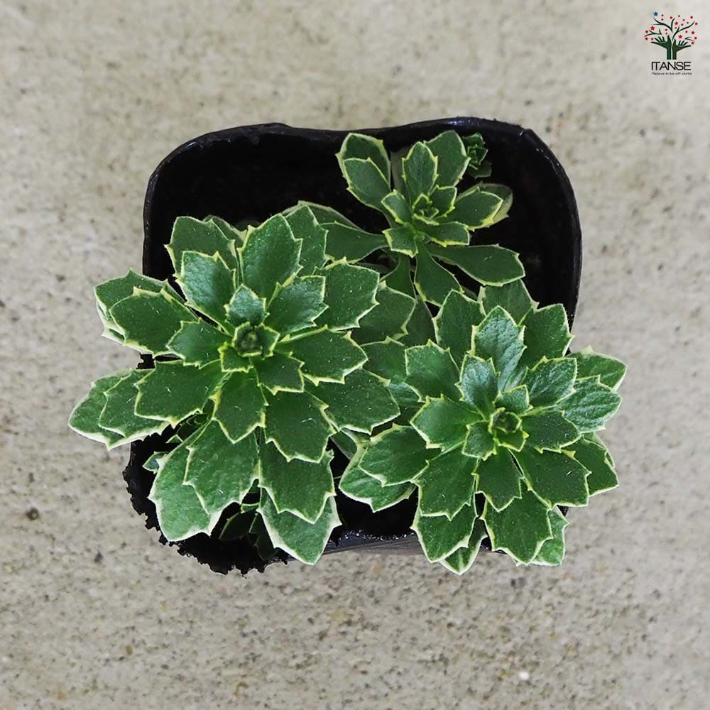 オーブリエチア　バリエガータ　斑入り 斑入オーブリエチア バリエガータ 【花苗 3号ポット】｜ 【植物