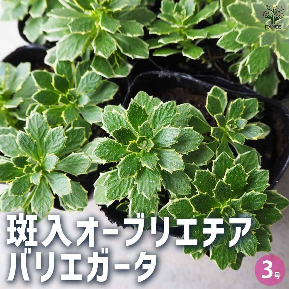 オーブリエチア　バリエガータ　斑入り 斑入オーブリエチア バリエガータ 【花苗 3号ポット】｜ 【植物