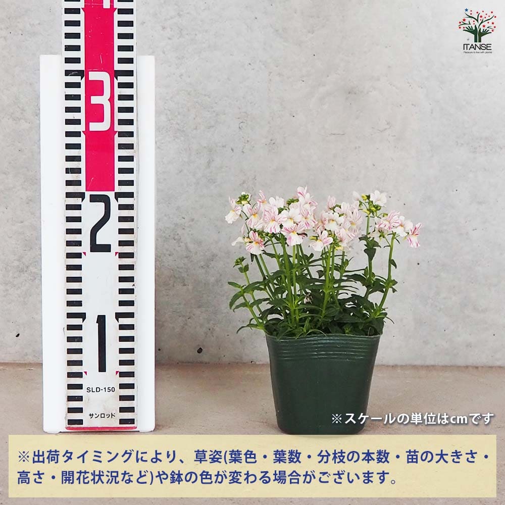 宿根ネメシア フェアリーマーブルピンク 【花苗 3.5号ポット