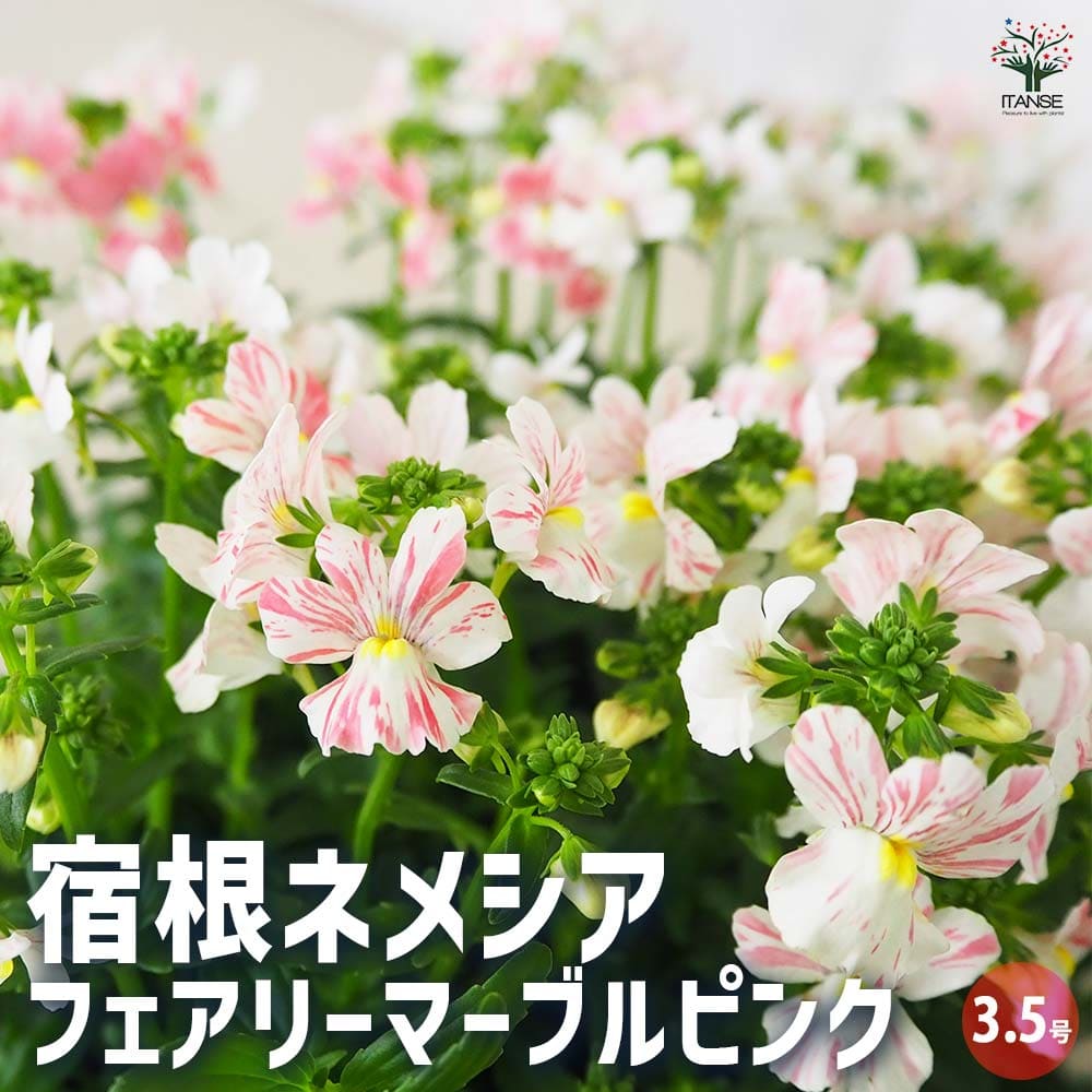 リフレ様　花苗　ピンク色／白色　450根　仕分け無し 宿根ネメシア フェアリーマーブルピンク 【花苗 3.5号ポット