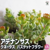 アデナンサス クネータス・バスケットフラワー 【花木苗 3.5号ポット】|植木・花木