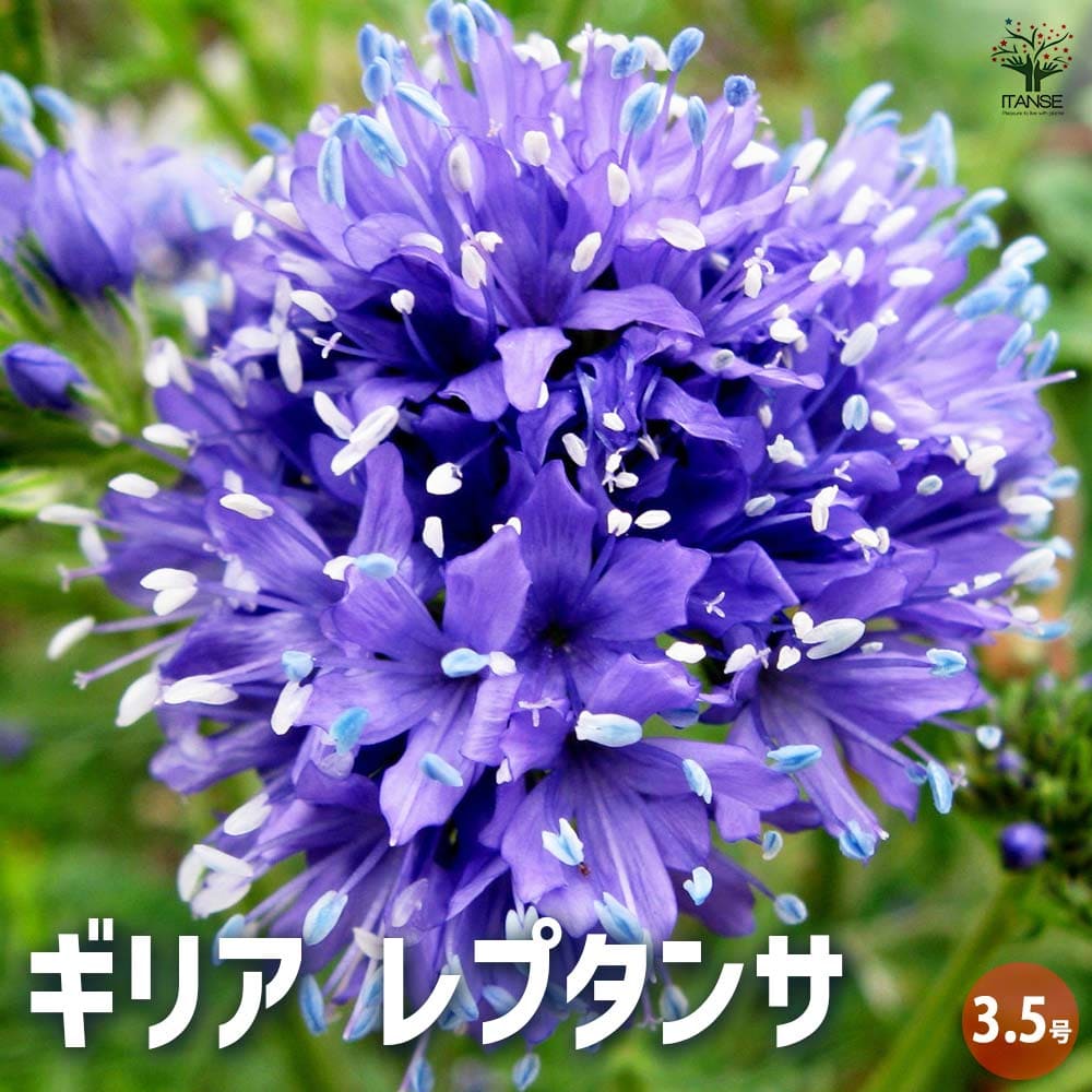 ギリア レプタンサ 【花苗 3.5号ポット】