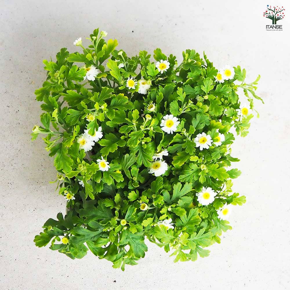 マトリカリア 【花苗 3号ポット】｜ 【植物のITANSE】全品送料