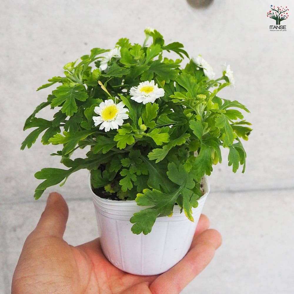 マトリカリア 【花苗 3号ポット】｜ 【植物のITANSE】全品送料