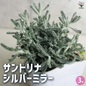 サントリナ シルバーミラー 【花木苗 3号ポット】|植木・花木