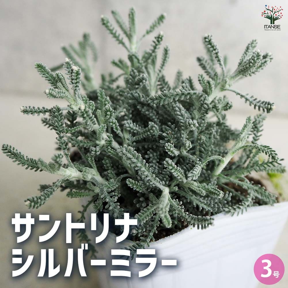 サントリナ シルバーミラー 【花木苗 3号ポット】