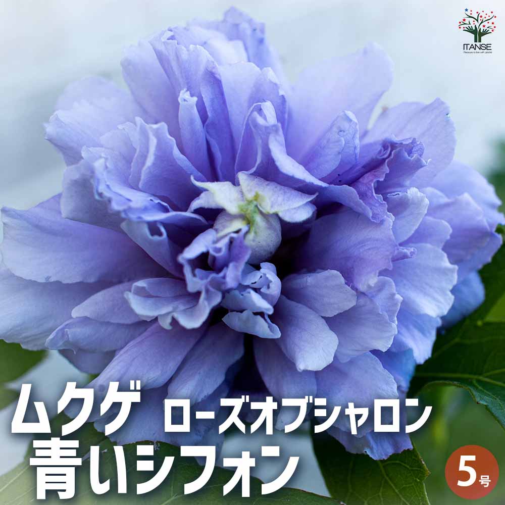 ムクゲ ローズオブシャロン 青いシフォン 【花苗 5号ポット／1個売り 