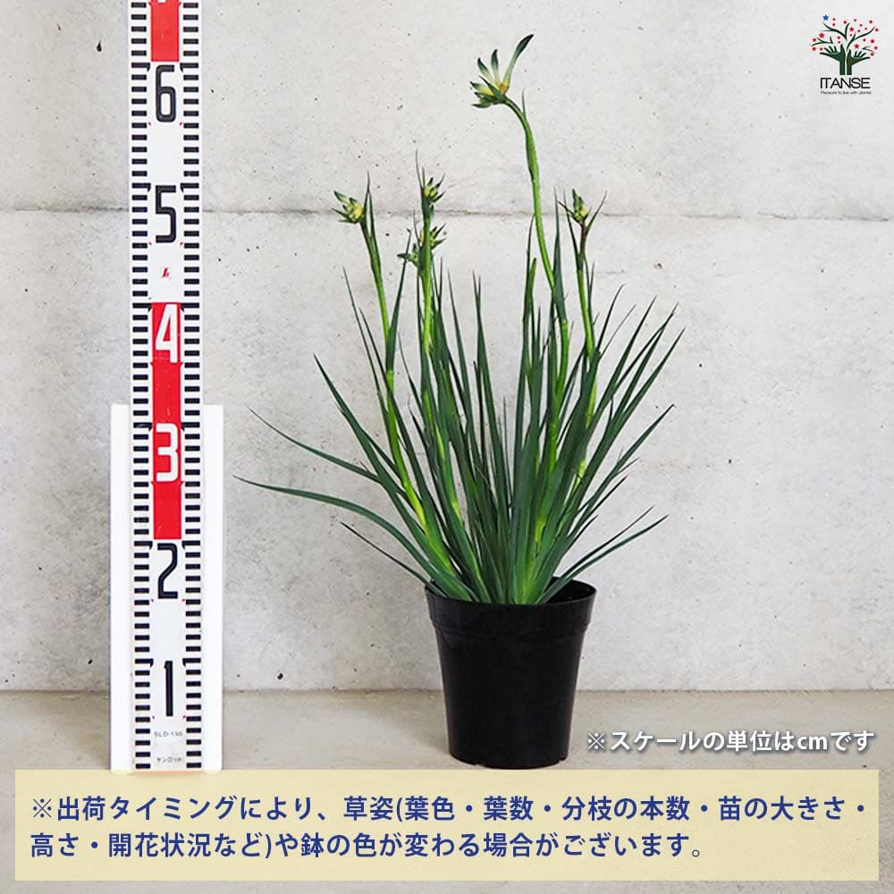 カンガルーポー オージースピリット 【花木苗 5号鉢／1個売り