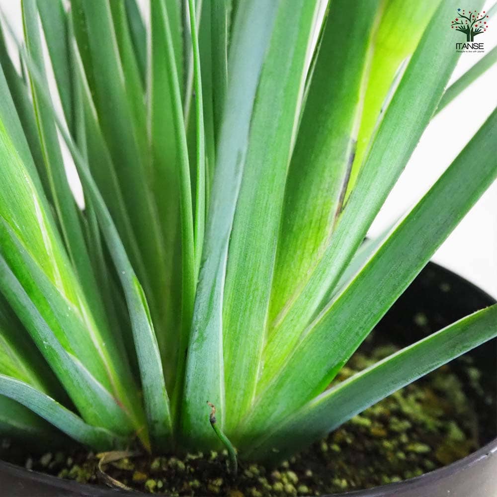 カンガルーポー オージースピリット 【花木苗 5号鉢／1個売り