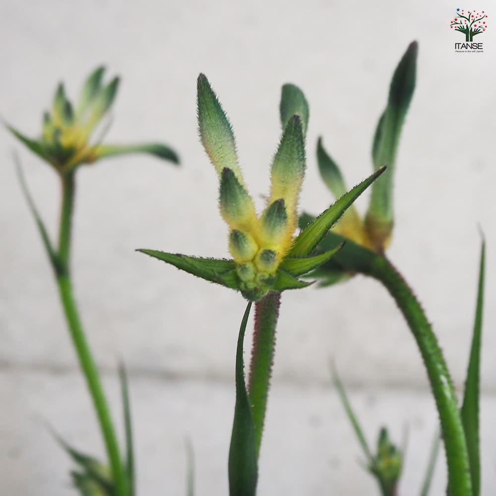 カンガルーポー オージースピリット 【花木苗 5号鉢／1個売り