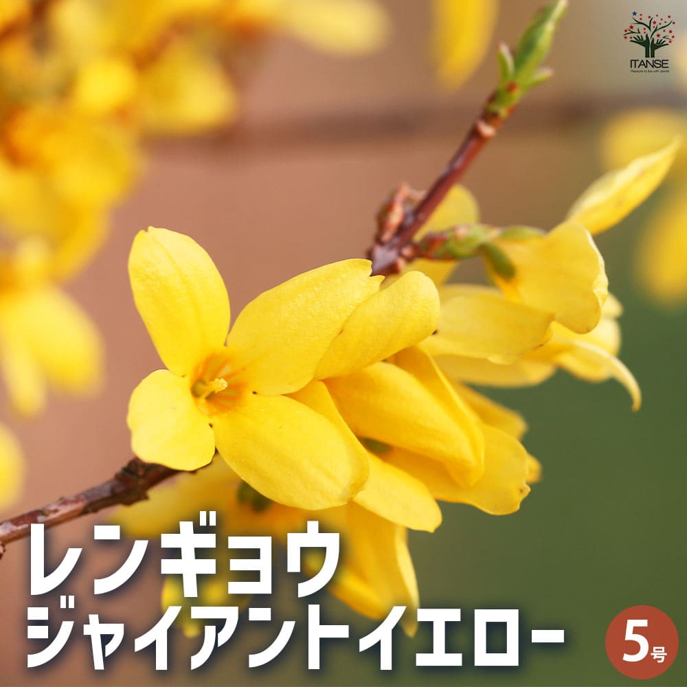 レンギョウ ジャイアントイエロー 【花木苗 5号鉢／1個売り】