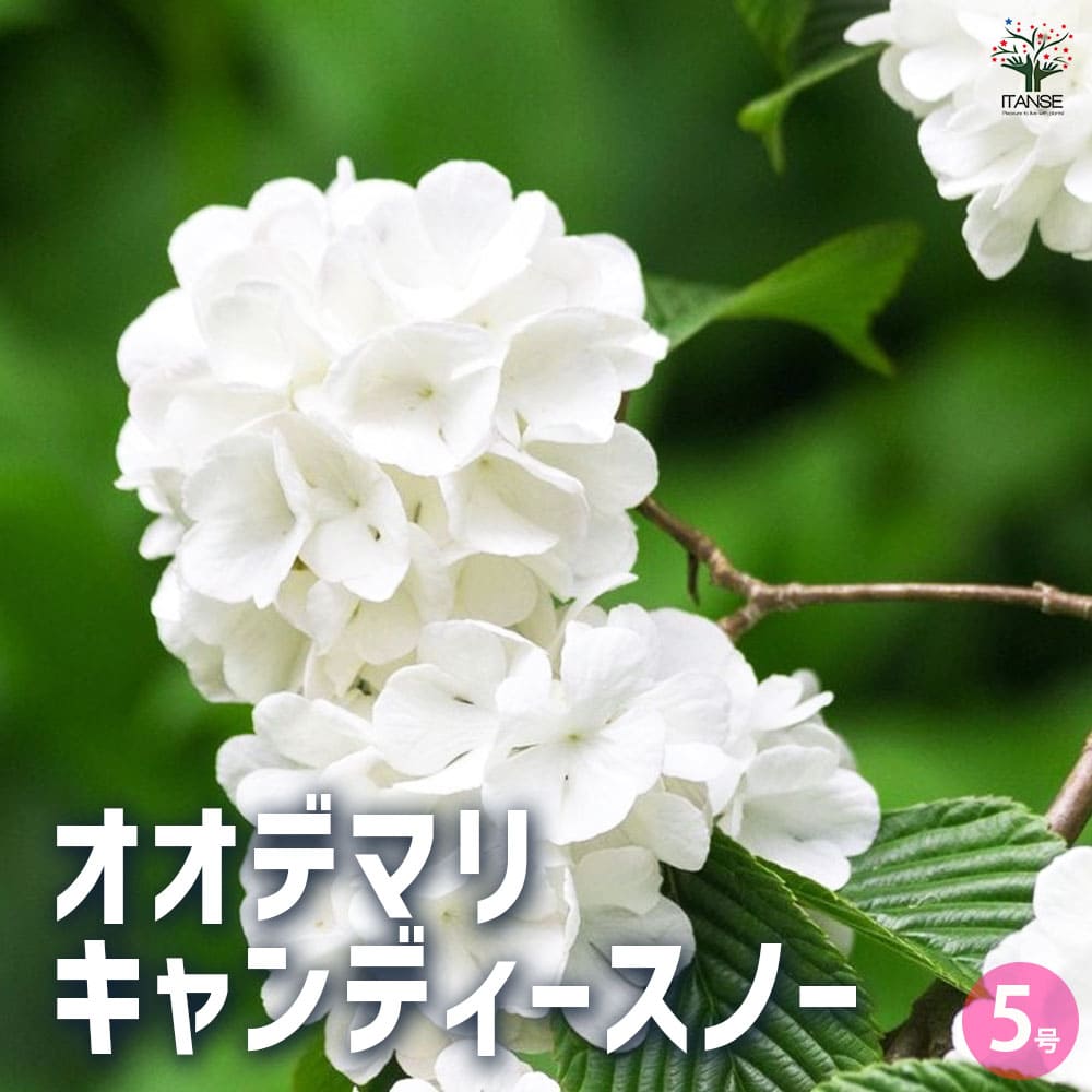 オオデマリ キャンディースノー 【花木苗 5号鉢／1個売り】