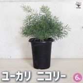 ユーカリ ニコリー 【花木苗 6号鉢／1個売り】|植木・花木
