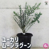 ユーカリ ムーンラグーン 【花木苗 6号鉢／1個売り】|植木・花木